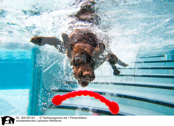 schwimmender Labrador Retriever / swimming Labrador Retriever / BS-06193