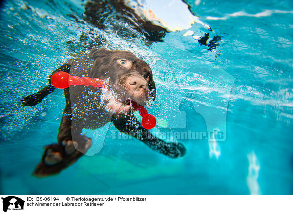 schwimmender Labrador Retriever / BS-06194