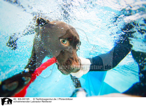 schwimmender Labrador Retriever / BS-06195