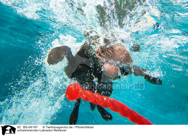 schwimmender Labrador Retriever / BS-06197