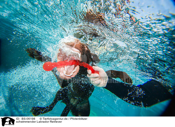 schwimmender Labrador Retriever / swimming Labrador Retriever / BS-06198