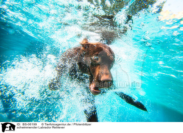 schwimmender Labrador Retriever / swimming Labrador Retriever / BS-06199