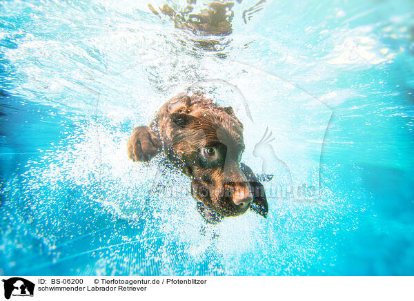 schwimmender Labrador Retriever / swimming Labrador Retriever / BS-06200