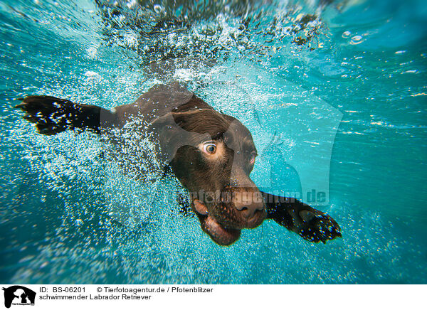 schwimmender Labrador Retriever / swimming Labrador Retriever / BS-06201