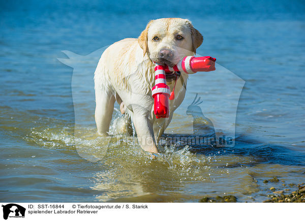 spielender Labrador Retriever / SST-16844