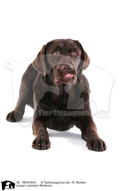 junger Labrador Retriever / RR-87843