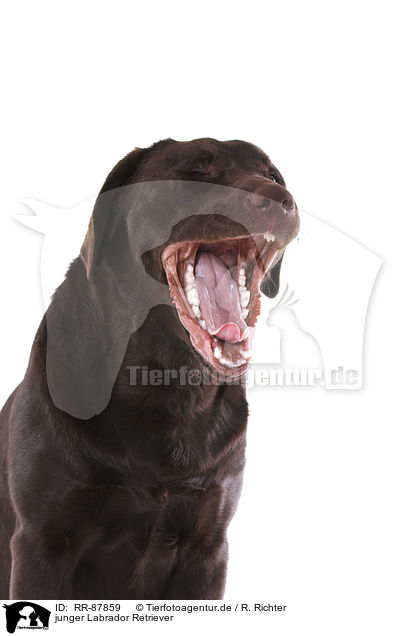 junger Labrador Retriever / RR-87859