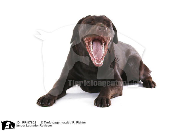 junger Labrador Retriever / RR-87862