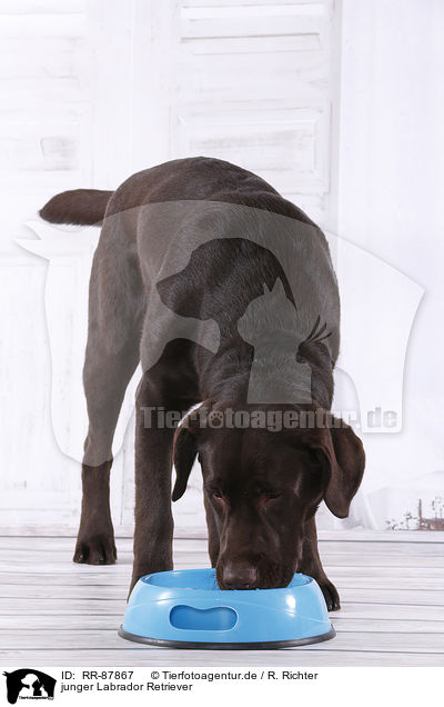 junger Labrador Retriever / young Labrador Retriever / RR-87867