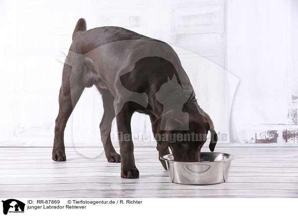 junger Labrador Retriever / young Labrador Retriever / RR-87869