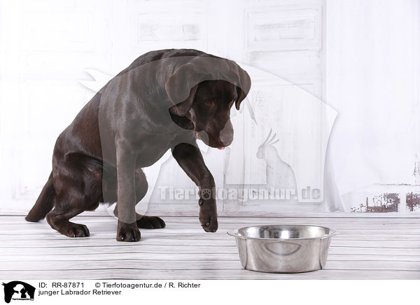 junger Labrador Retriever / young Labrador Retriever / RR-87871