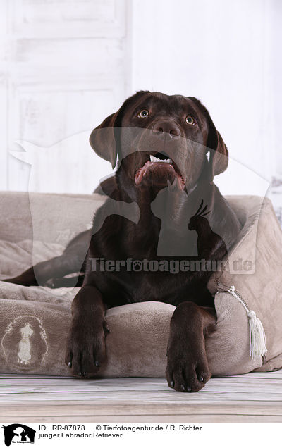 junger Labrador Retriever / young Labrador Retriever / RR-87878