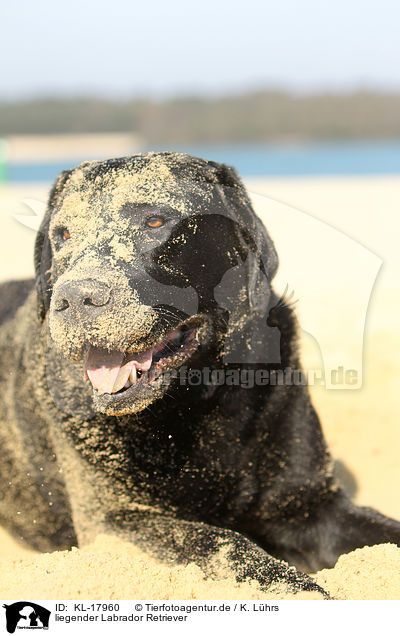 liegender Labrador Retriever / KL-17960
