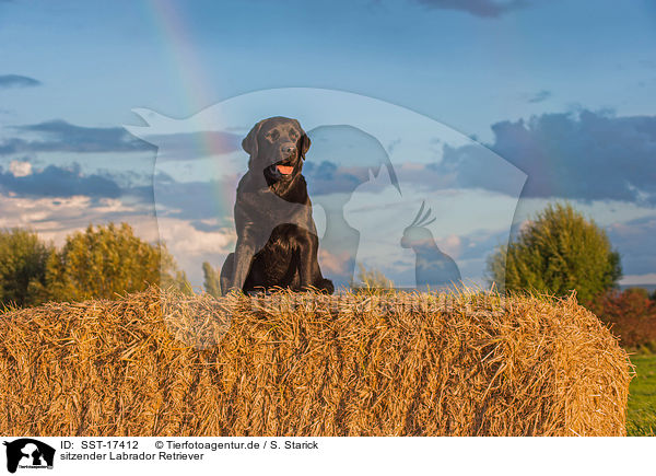 sitzender Labrador Retriever / sitting Labrador Retriever / SST-17412