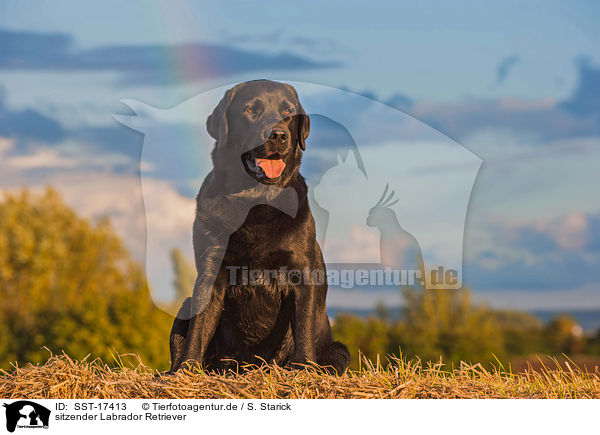 sitzender Labrador Retriever / sitting Labrador Retriever / SST-17413