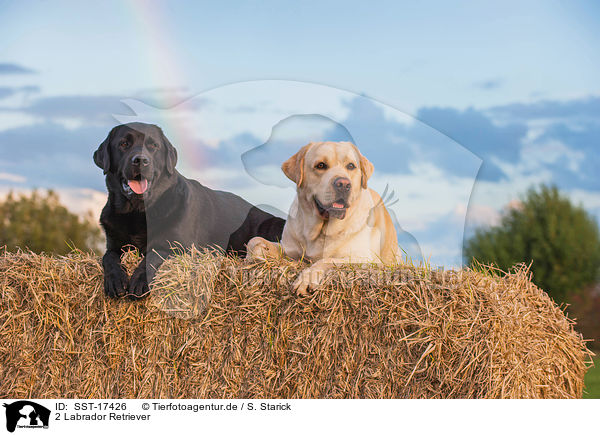 2 Labrador Retriever / 2 Labrador Retriever / SST-17426