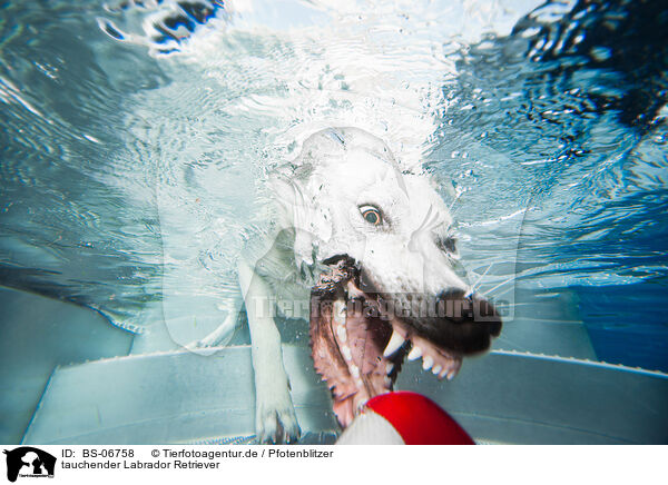 tauchender Labrador Retriever / diving Labrador Retriever / BS-06758