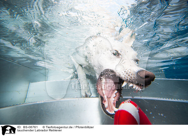 tauchender Labrador Retriever / diving Labrador Retriever / BS-06761