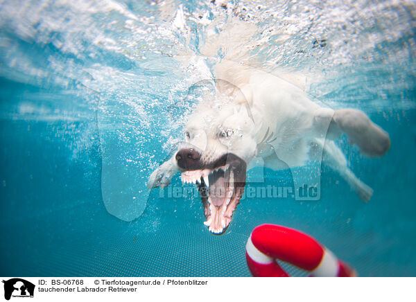 tauchender Labrador Retriever / diving Labrador Retriever / BS-06768