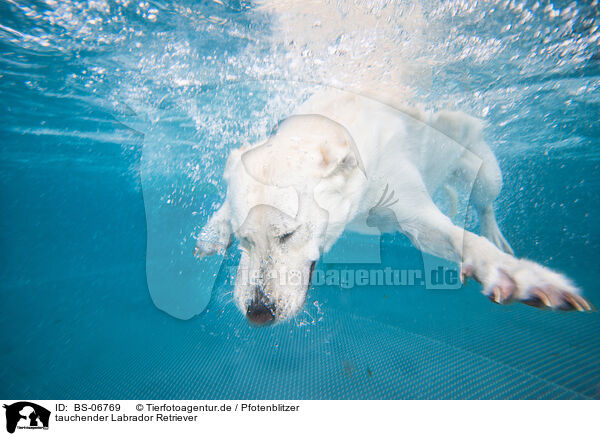 tauchender Labrador Retriever / diving Labrador Retriever / BS-06769