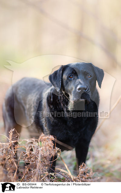 Labrador Retriever / Labrador Retriever / BS-06944