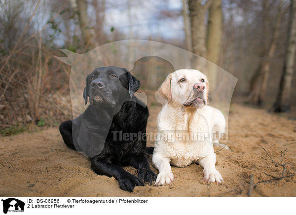 2 Labrador Retriever / 2 Labrador Retriever / BS-06956