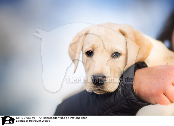 Labrador Retriever Welpe / Labrador Retriever Puppy / BS-06970