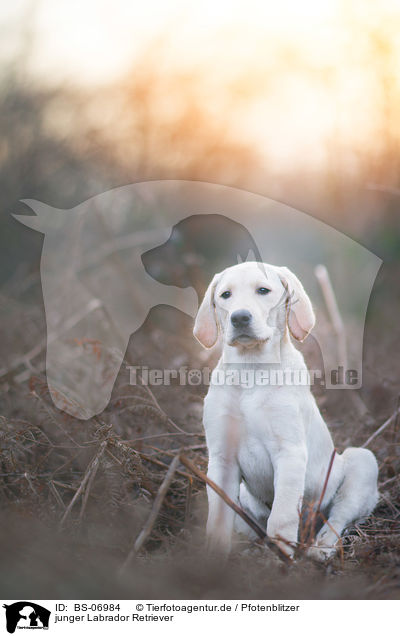 junger Labrador Retriever / BS-06984