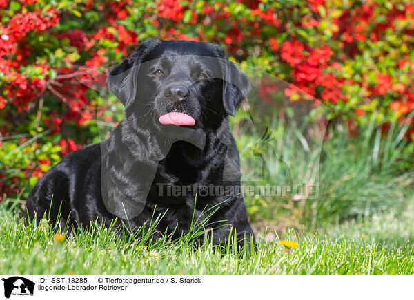 liegende Labrador Retriever / SST-18285
