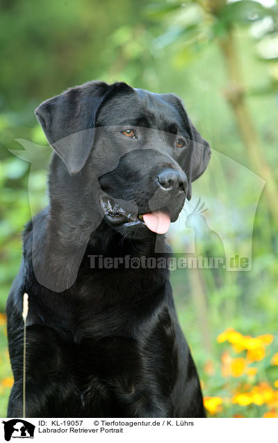 Labrador Retriever Portrait / Labrador Retriever Portrait / KL-19057