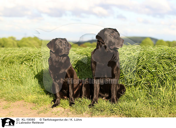 2 Labrador Retriever / 2 Labrador Retriever / KL-19080
