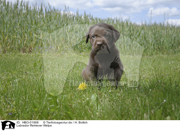 Labrador Retriever Welpe / Labrador Retriever Puppy / HBO-01968