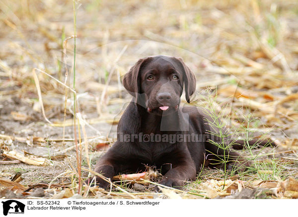 Labrador Retriever Welpe / SS-52342