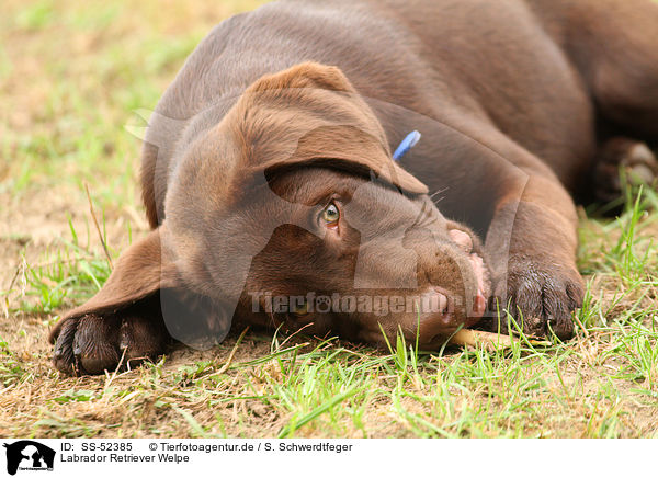 Labrador Retriever Welpe / Labrador Retriever Puppy / SS-52385