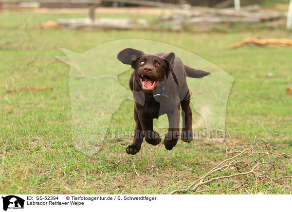 Labrador Retriever Welpe / SS-52394