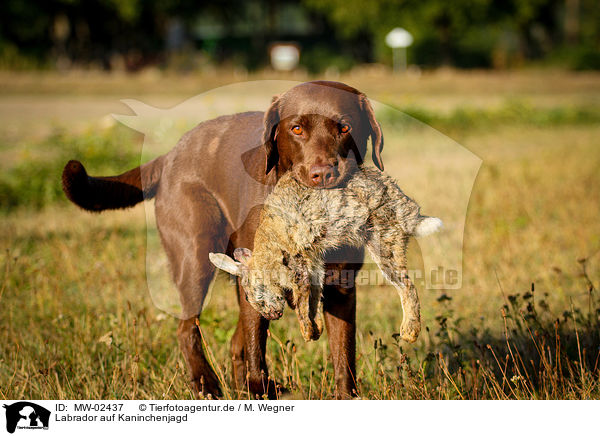 Labrador auf Kaninchenjagd / Labrador on rabbit hunt / MW-02437