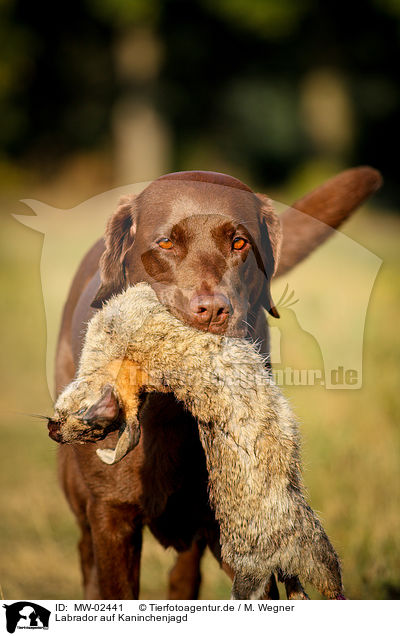 Labrador auf Kaninchenjagd / Labrador on rabbit hunt / MW-02441