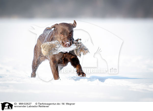 rennender Labrador Retriever / running Labrador Retriever / MW-02627