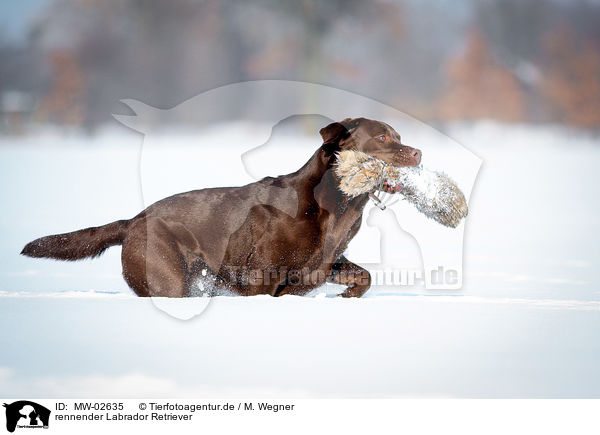 rennender Labrador Retriever / running Labrador Retriever / MW-02635