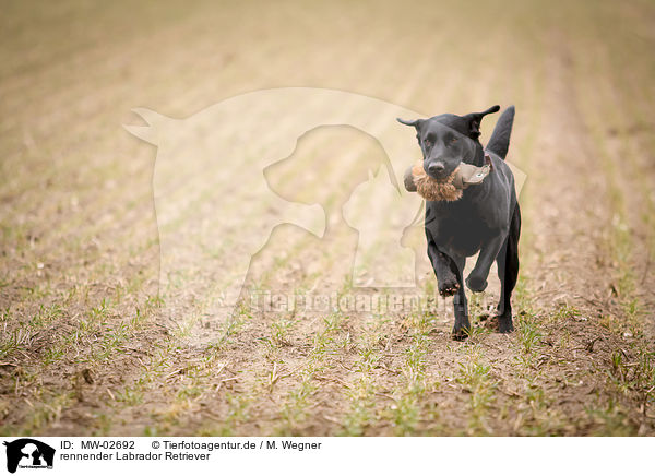 rennender Labrador Retriever / running Labrador Retriever / MW-02692