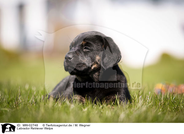 Labrador Retriever Welpe / Labrador Retriever Puppy / MW-02748