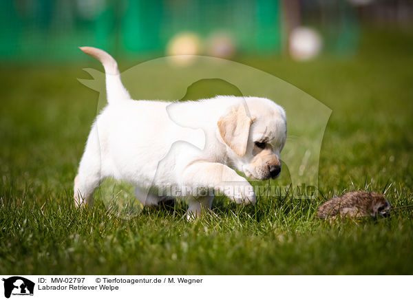 Labrador Retriever Welpe / Labrador Retriever Puppy / MW-02797