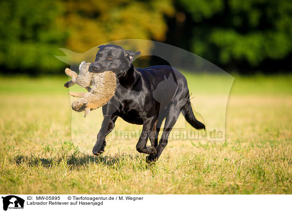 Labrador Retriever auf Hasenjagd / Labrador Retriever at hare hunting / MW-05895