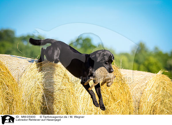 Labrador Retriever auf Hasenjagd / Labrador Retriever at hare hunting / MW-05900