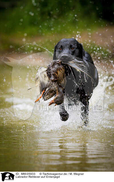 Labrador Retriever auf Entenjagd / Labrador Retriever at duck hunting / MW-05933