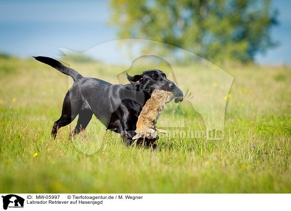 Labrador Retriever auf Hasenjagd / Labrador Retriever at hare hunting / MW-05997