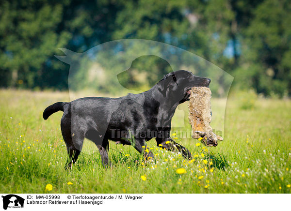 Labrador Retriever auf Hasenjagd / Labrador Retriever at hare hunting / MW-05998