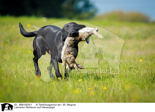 Labrador Retriever auf Hasenjagd / Labrador Retriever at hare hunting / MW-06001