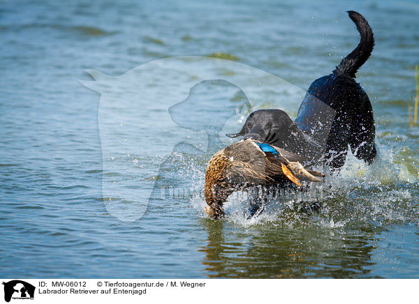 Labrador Retriever auf Entenjagd / Labrador Retriever at duck hunting / MW-06012
