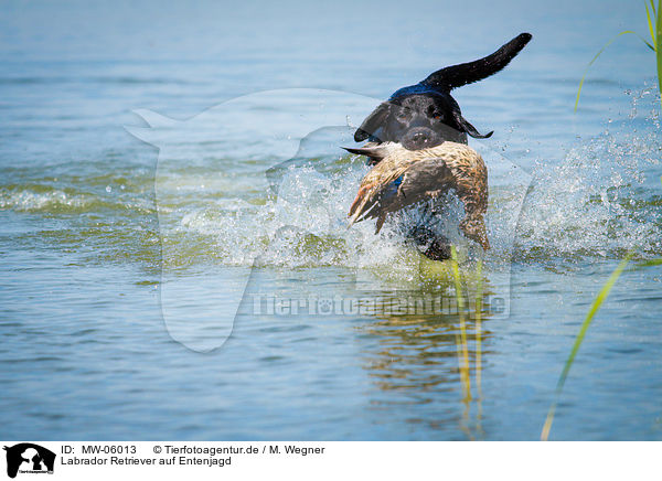 Labrador Retriever auf Entenjagd / Labrador Retriever at duck hunting / MW-06013